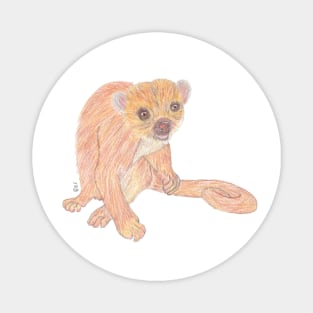 KINKAJOU Magnet